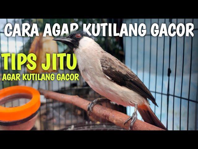 Tips Gacor Terjitu untuk Merawat Burung Kesayangan Anda